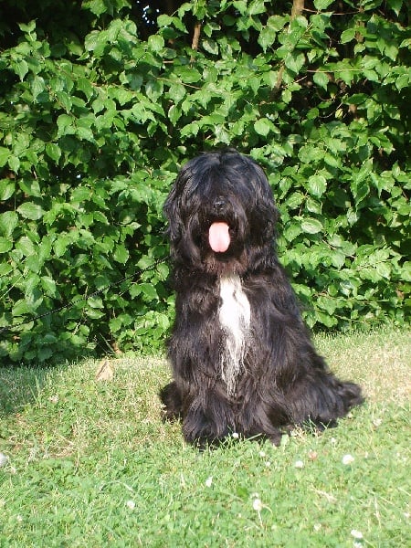 CH. Di-ki lamleh of Wamil Ajendra - 3ème Excelent