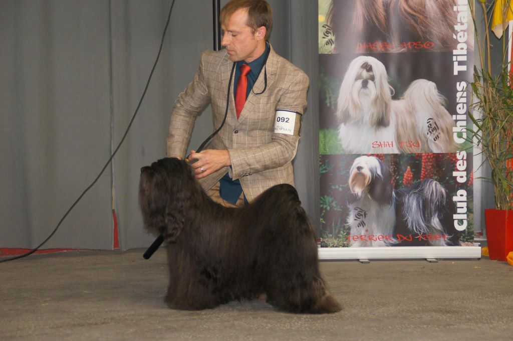 CH. Drong-lamleh of Wamil Ajendra - 1er Excellent CACIB meilleur de race