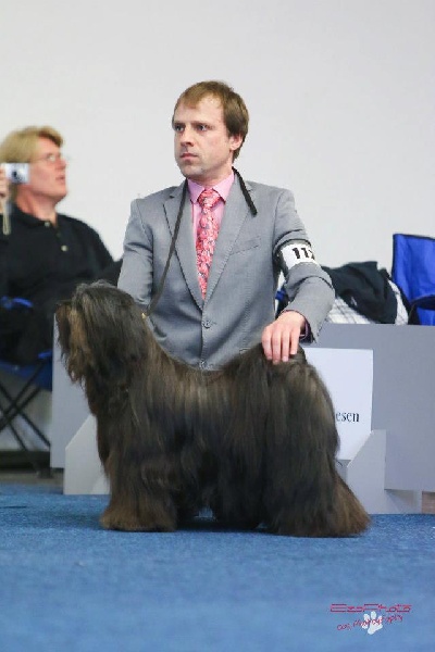 CH. Drong-lamleh of Wamil Ajendra - RCAC VDH & ILT RCACIB