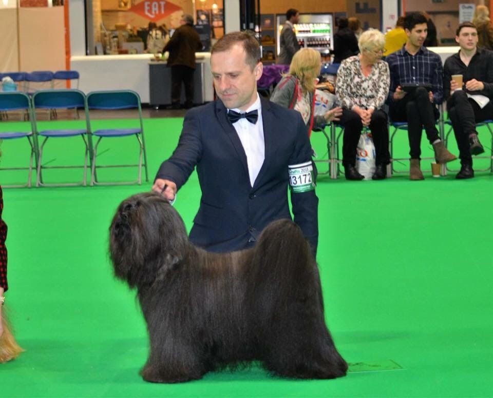 CH. Drong-lamleh of Wamil Ajendra - 4ème open class Reserve