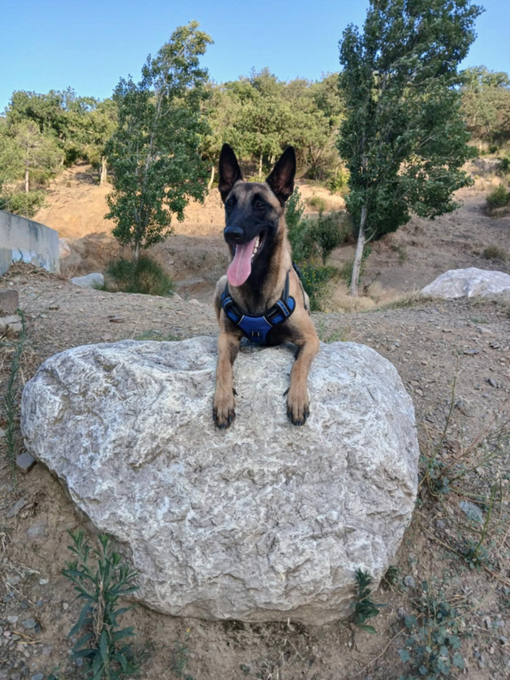 Vénus des vignes du Roussillon