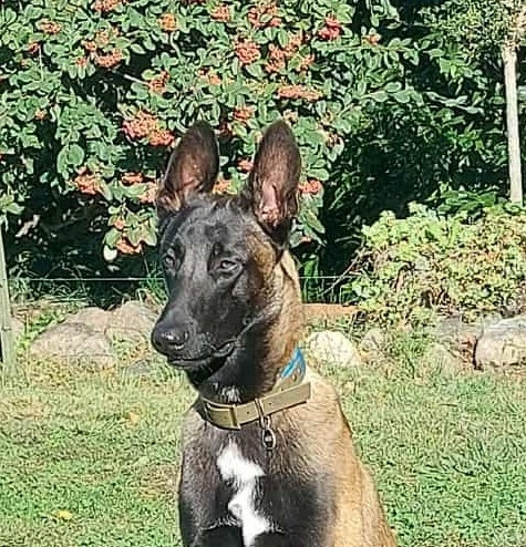 Vad des vignes du Roussillon