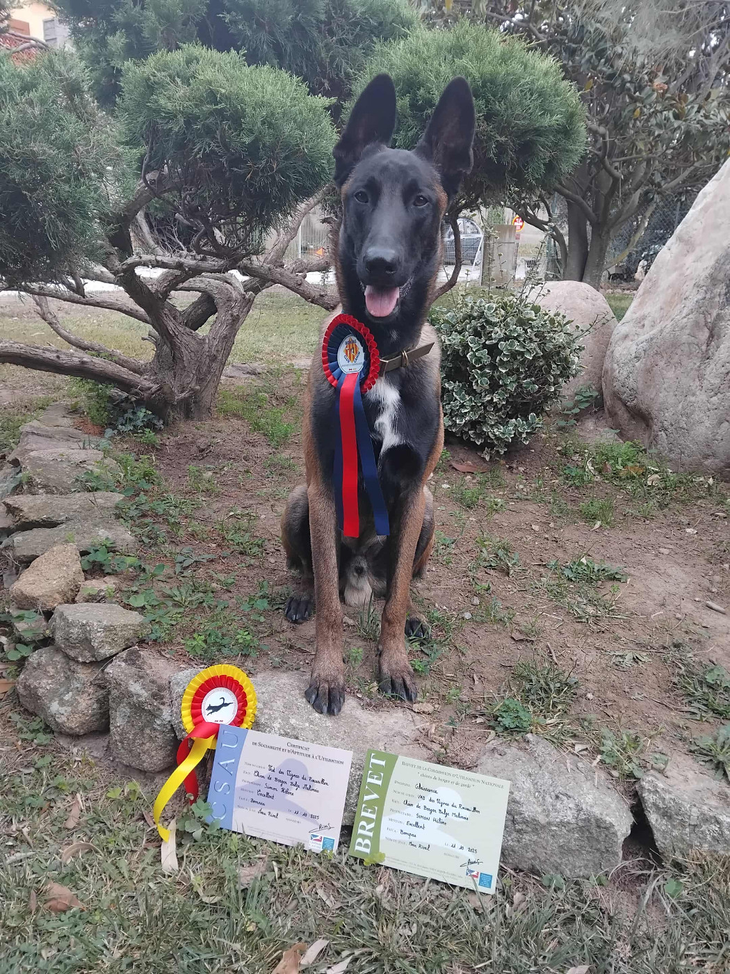 Vad des vignes du Roussillon