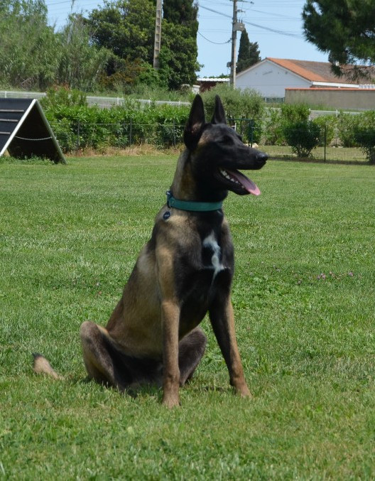 Vad des vignes du Roussillon