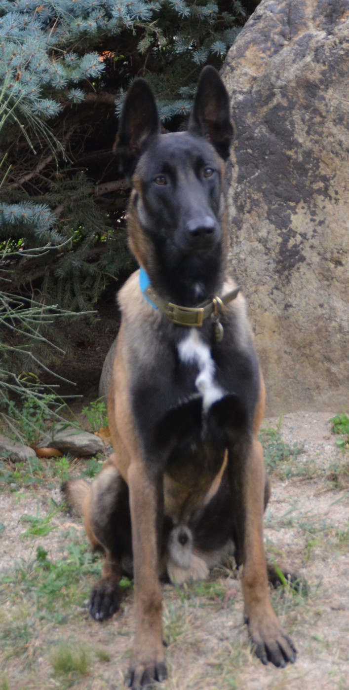 Vad des vignes du Roussillon