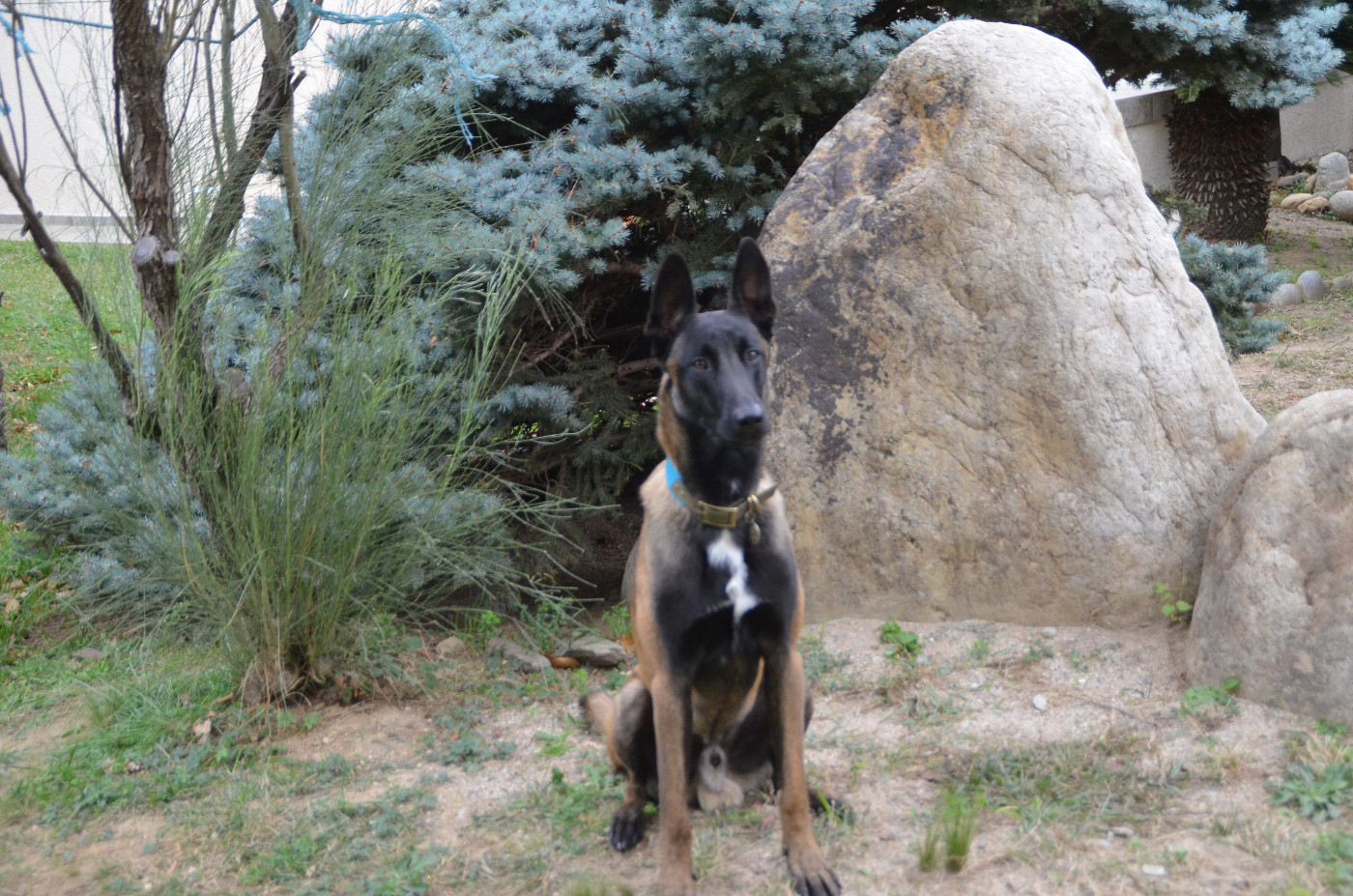 Vad des vignes du Roussillon