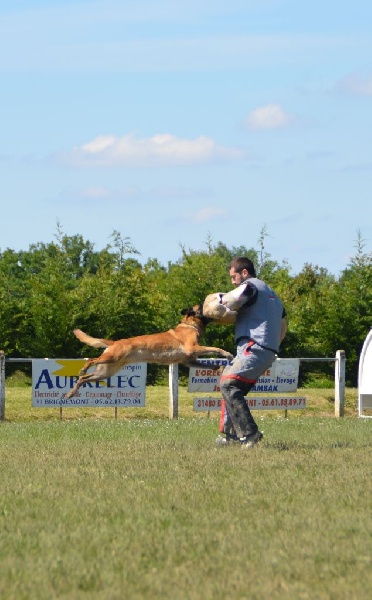 CH. Devak du Banc des Hermelles - Champoinne régionale 2014