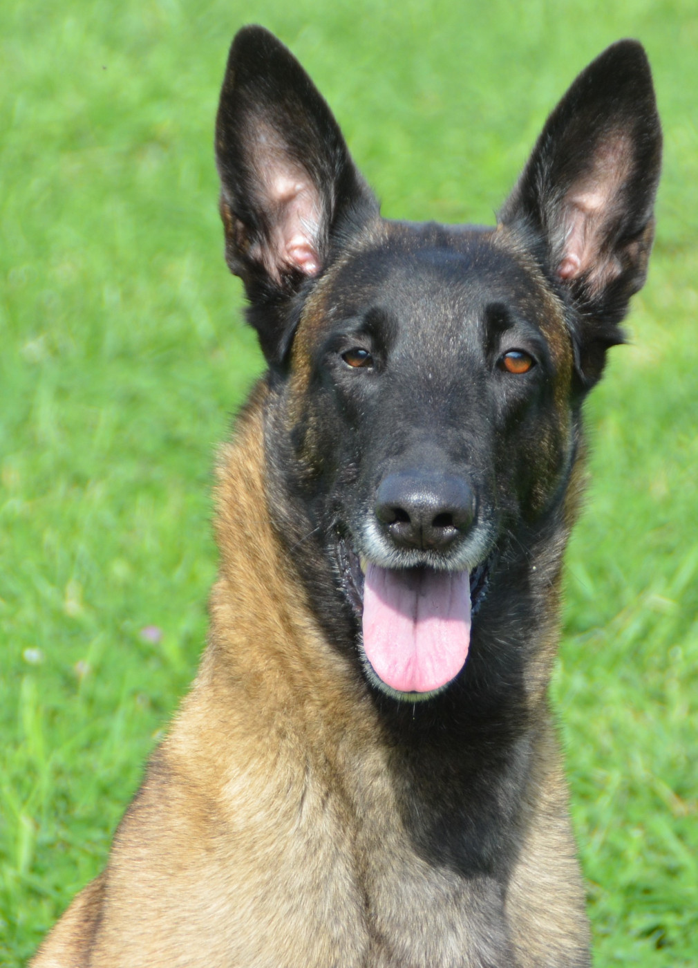 Opium des vignes du Roussillon - IGP 3