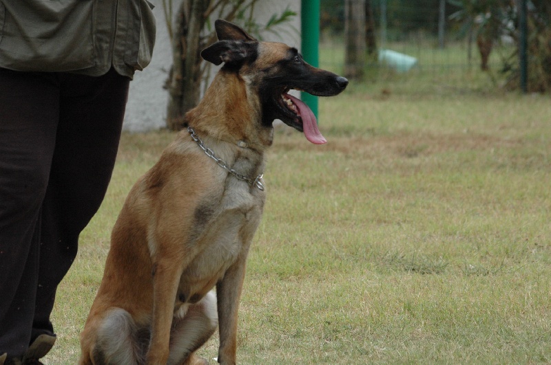 CH. Devak du Banc des Hermelles - RCI 3 Bon