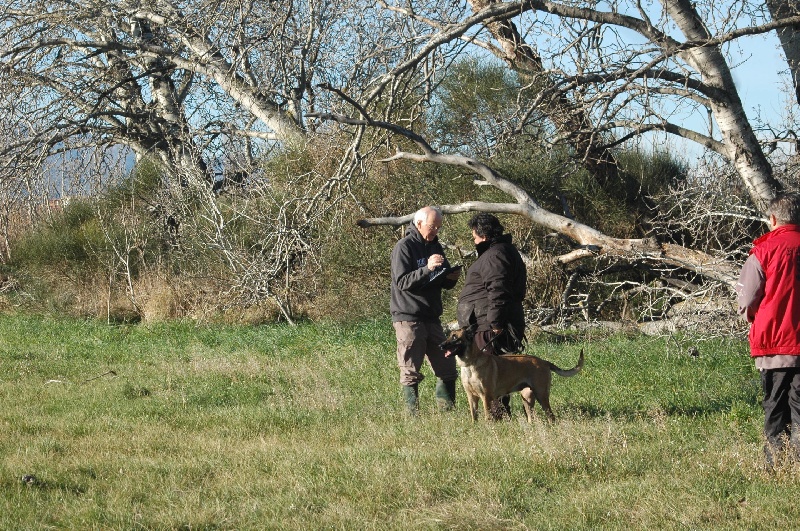 CH. Devak du Banc des Hermelles - Excellent
