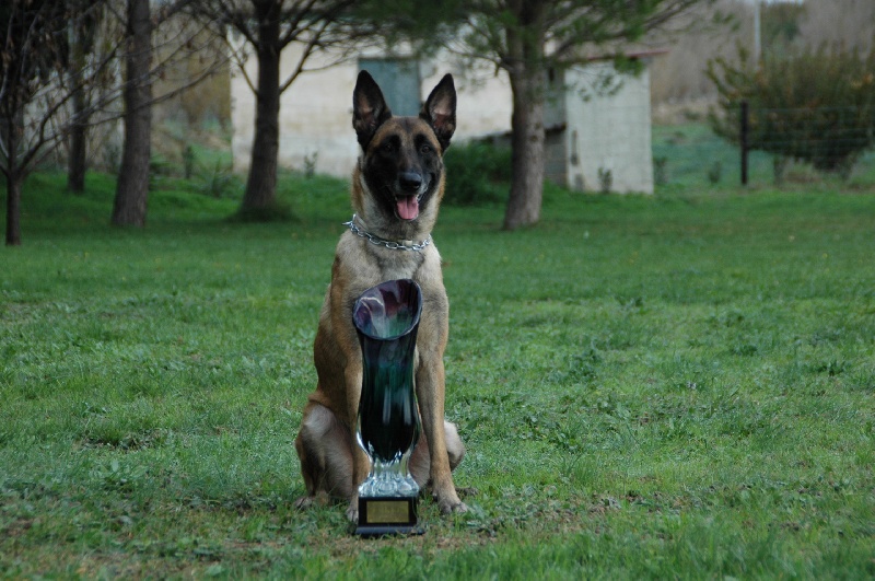 CH. Devak du Banc des Hermelles - Championne régionale