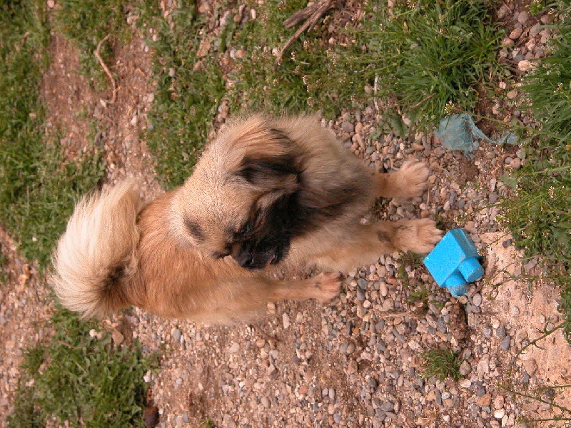 Publication : de Buck et de Flece