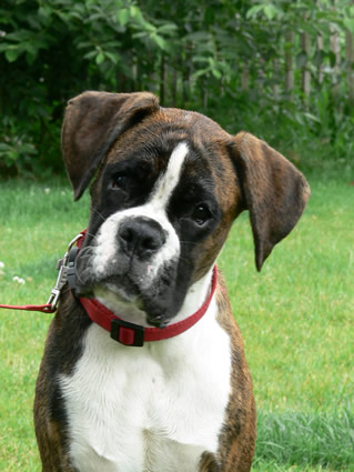 Publication : du Quatrième Cirque Auteur : Kennel vh Valterboszicht