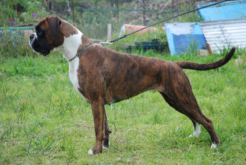 Publication : du Quatrième Cirque Auteur : Kennel vh Valterboszicht