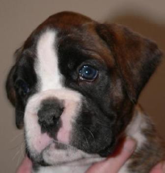 Publication : du Quatrième Cirque Auteur : Kennel vh Valterboszicht