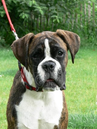 Publication : du Quatrième Cirque Auteur : Kennel vh Valterboszicht