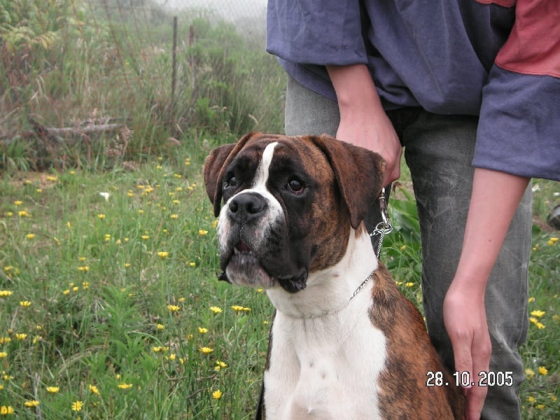 Publication : du Quatrième Cirque Auteur : Kennel vh Valterboszicht