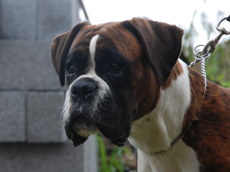 Publication : du Quatrième Cirque Auteur : Kennel vh Valterboszicht