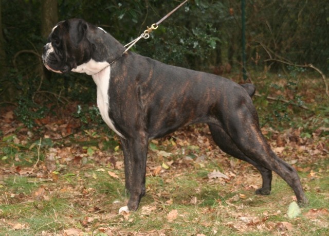 CH. Bella du laouvas - EXCELLENT