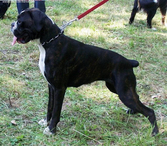 CH. Bella du laouvas - 1 EXCELLENT CACS