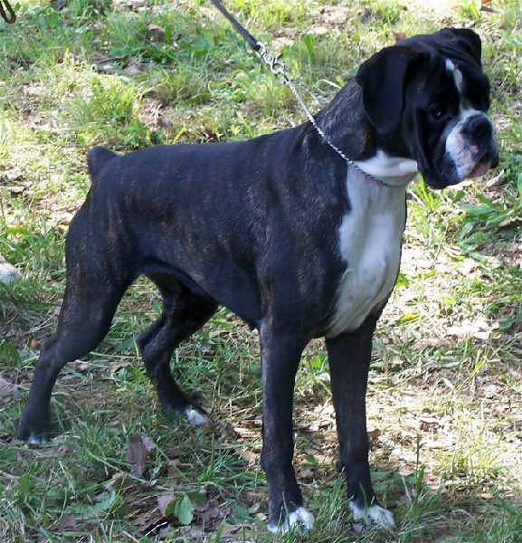 CH. Bella du laouvas - 1 TRES PROMETTEUR MEILLEUR PUPPY