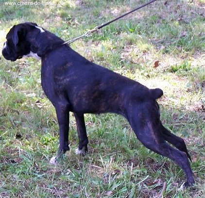 CH. Bella du laouvas - 1 EXCELLENT CACS MEILLEUR DE RACE