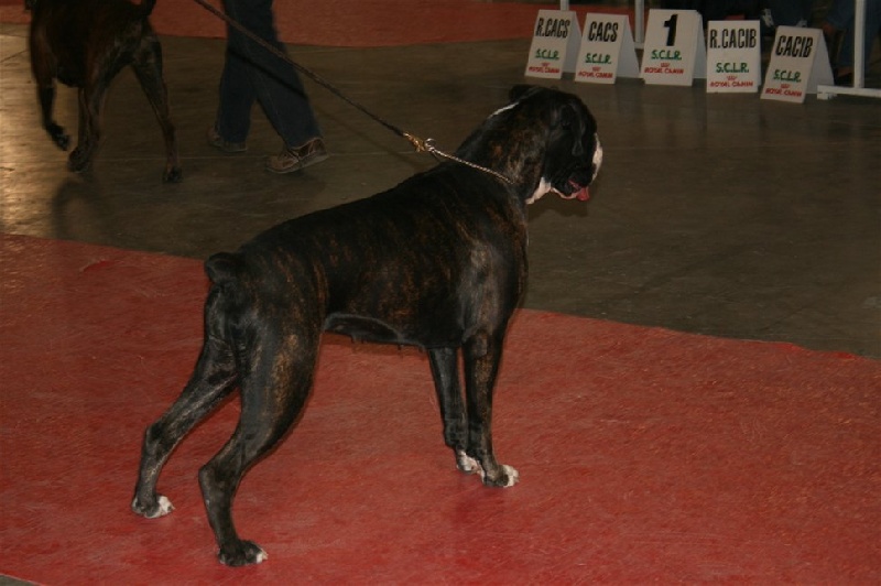 CH. Bella du laouvas - 1 EXCELLENT CACS RCACIB