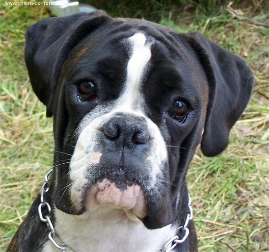 CH. Bella du laouvas - 4 EXCELLENT