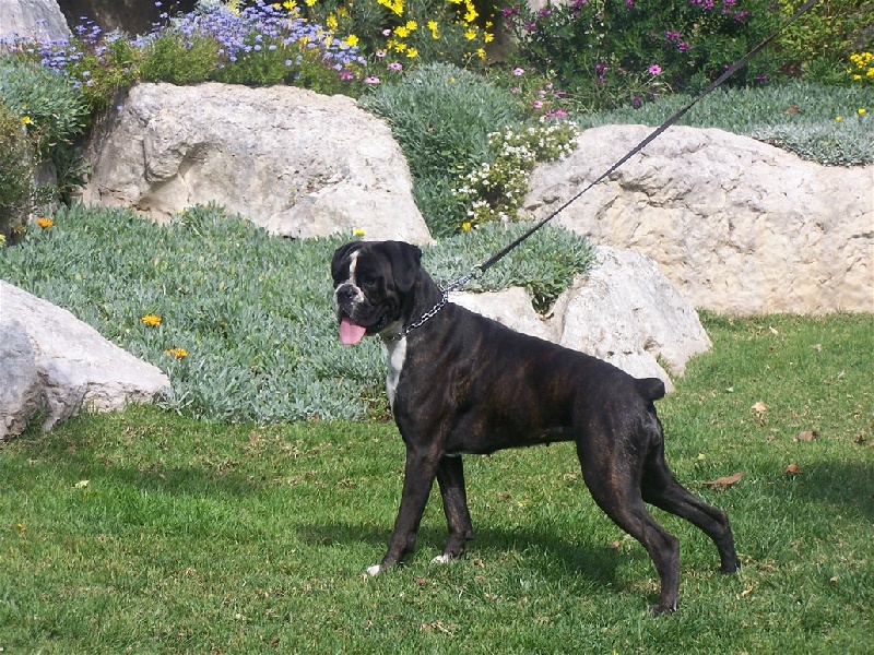 CH. Bella du laouvas - 3 EXCELLENT