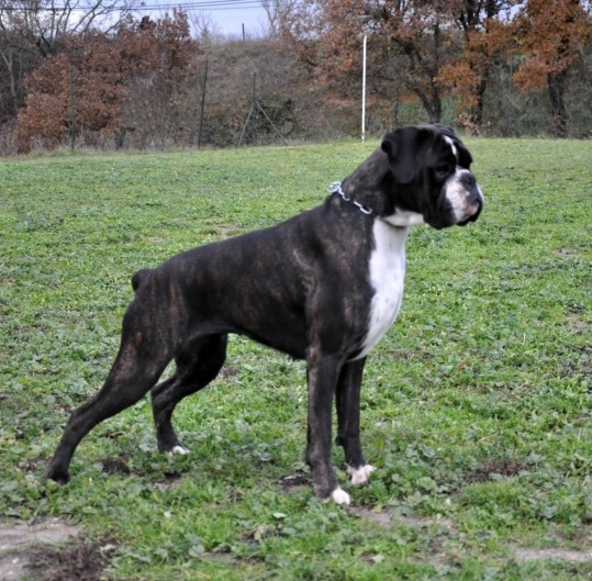 CH. Bella du laouvas - EXCELLENT