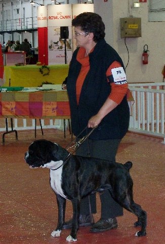 CH. Bella du laouvas - R CACS R CACIB