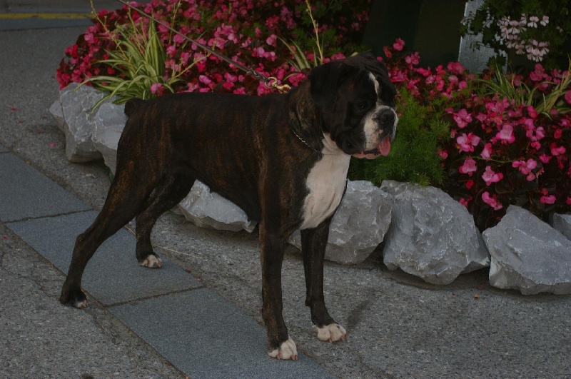 CH. Bella du laouvas - 1 EXCELLENT CACS CACIB MEILLEUR DE RACE