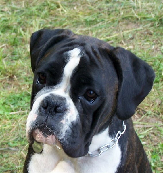 CH. Bella du laouvas - 1 EXCELLENT