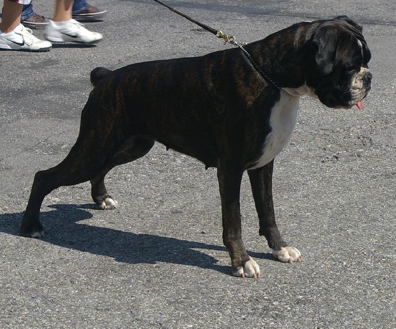 CH. Bella du laouvas - 1 EXCELLENT CACS CACIB MEILLEUR DE RACE