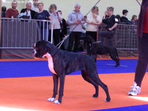 CH. Bella du laouvas - TRES PROMETTEUR MEILLEUR PUPPY