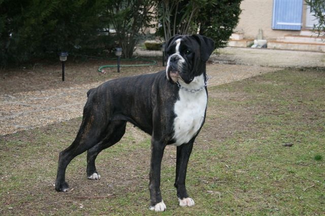 CH. Bella du laouvas - EXCELLENT