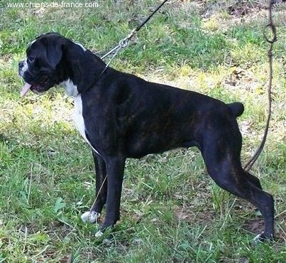 CH. Bella du laouvas - 1 EXCELLENT MEILLEUR JEUNE