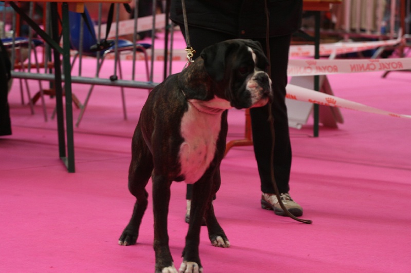 CH. Bella du laouvas - 2 EXCELLENT