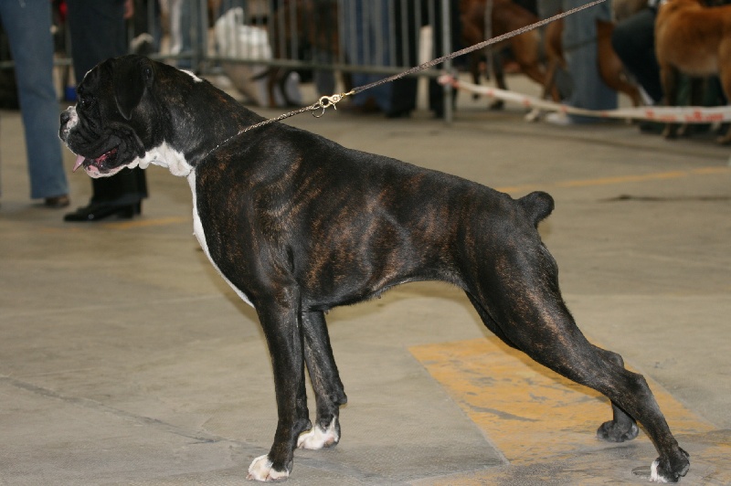 CH. Bella du laouvas - 1EXCELLENT CACS MEILLEUR DE RACE