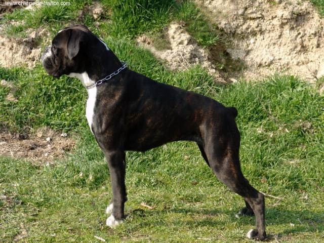 CH. Bella du laouvas - 3 EXCELLENT