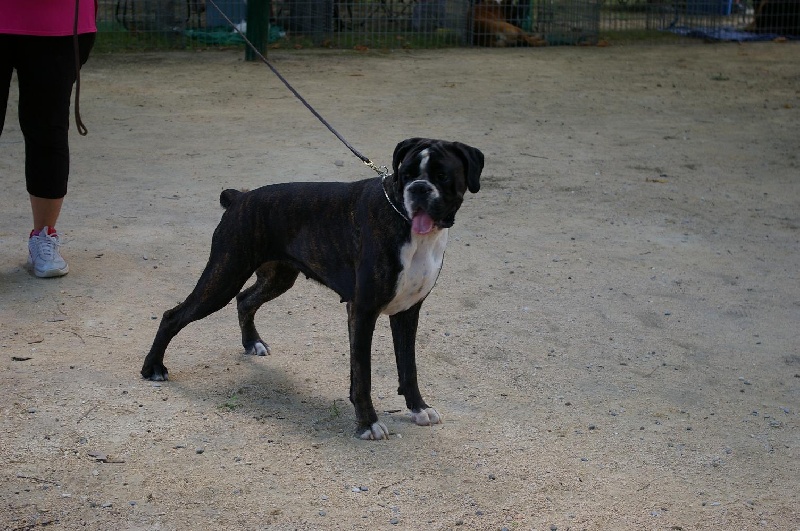 CH. Bella du laouvas - 1EXCELLENT R CACS