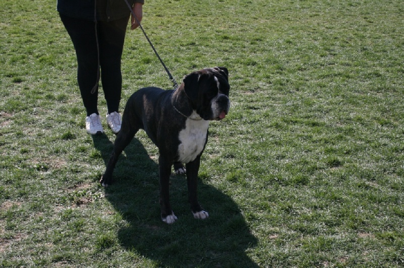 CH. Bella du laouvas - 3 EXCELLENT