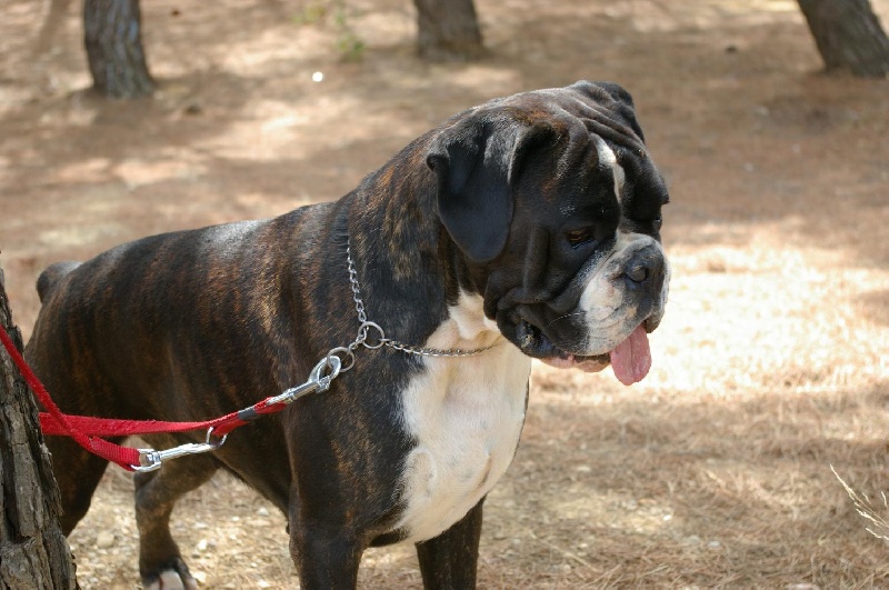 CH. Bella du laouvas - 1 EXCELLENT CACS