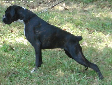 CH. Bella du laouvas - TRES PROMETTEUR