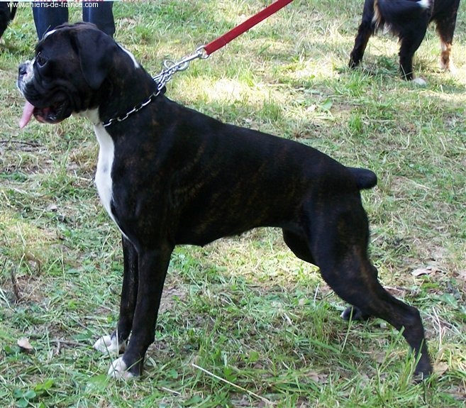 CH. Bella du laouvas - 1 EXCELLENT MEILLEUR JEUNE