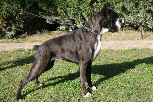 CH. Bella du laouvas - 1EXCELLENT CACS CACIB