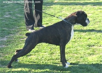 CH. Bella du laouvas - 3 EXCELLENT