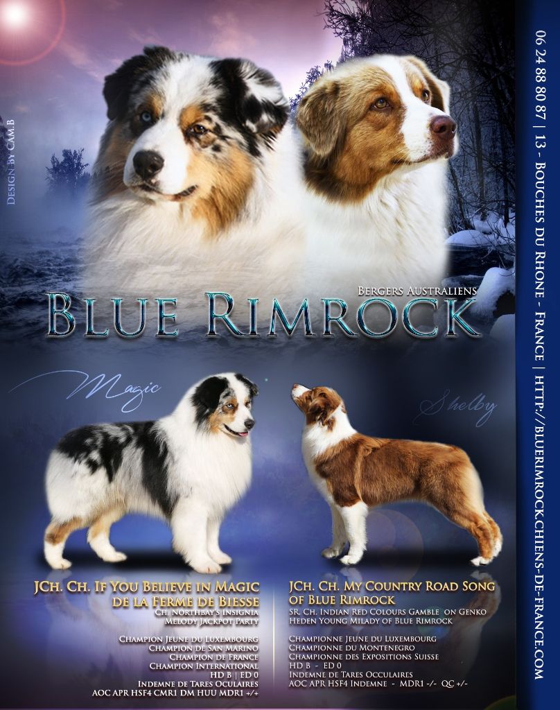 Accueil Elevage Blue Rimrock Eleveur De Chiens Berger Australien