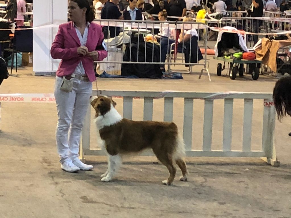 CH. My country road song shelby Of Blue Rimrock - 3 éme excellente ouverte femelle