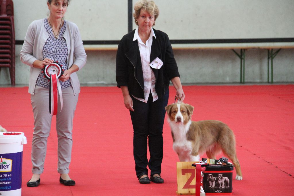 CH. My country road song shelby Of Blue Rimrock - 2 eme excellent en inter femelle